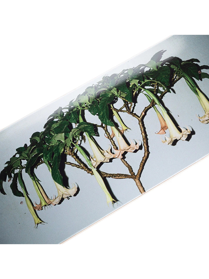 Passport DG Series Angel Trumpets - 8.125